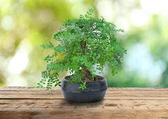 Beautiful bonsai tree in pot on wooden table outdoors