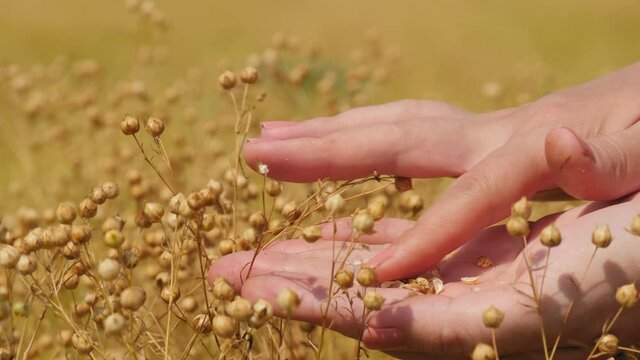 A woman farmer kneads linen heads in her hand, examining the ripening of a crop in a flax field, close-up of only hands