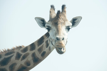 Giraffe face