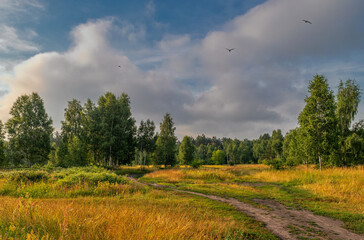 Blooming meadows. Beautiful herbs. Nice walk in nature. Hiking.