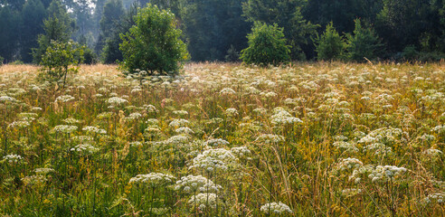 Forbs in the meadow. Horizontal layout. Banner.
