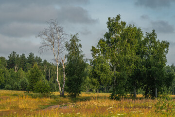 Blooming meadows. Beautiful herbs. Nice walk in nature. Hiking.