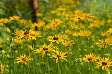 field of Rudbeckia or coneflowers under the mid summer afternoon sunlight