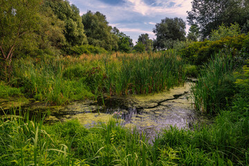A swampy area covered with mud and duckweed. The banks are overgrown with reeds.