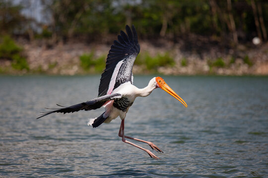 The painted stork (Mycteria leucocephala) flying above the pond. Close up, side view.