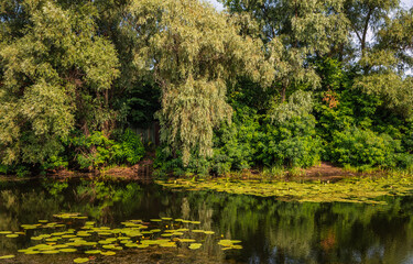 A pond with blooming water lilies and wooded banks. Beautiful nature.