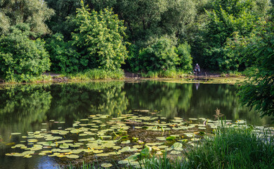 A pond with blooming water lilies and wooded banks. Beautiful nature.
