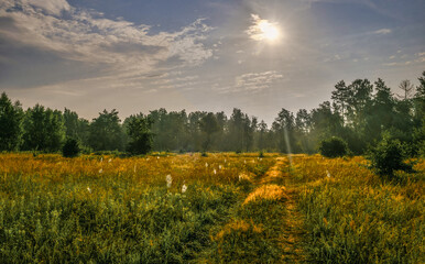 Obraz premium Early morning in the meadow. The cobweb glows in the rays of the rising sun. Beautiful nature.
