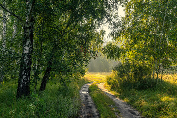 Sunny morning in the forest. Beautiful nature. Nice walk.