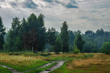 Blooming meadows. Beautiful herbs. Nice walk in nature. Hiking.