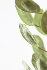 Round oval shape flowers green color buds with place for text on light  background vertical macro