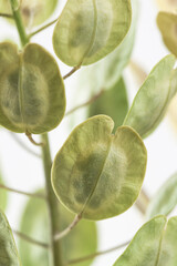 Round oval shape flowers green color buds with light  background vertical macro