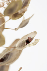 Round oval shape  dried beige flowers pale color buds on light background vertical macro