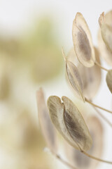 Round oval shape  dried beige flowers pale green color buds on light blur background vertical macro