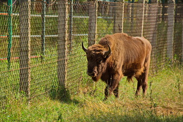 Young bison in the open-air cage of the nursery.