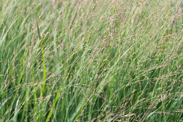 green grass background