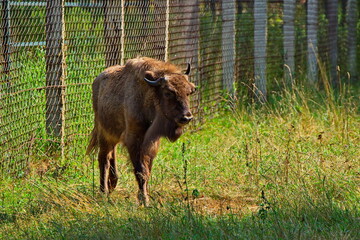 Young bison in the open-air cage of the nursery.