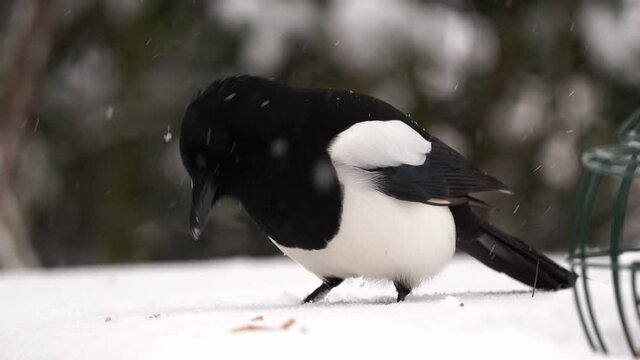 Magpie in the snow