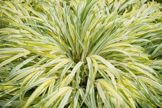 Ornamental Grasses Close Up