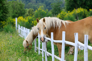 Haflinger Pferde an weißem Holzzaun, Toskana, Italien, Europa