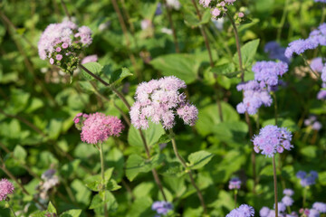 close up of Ageratum or whiteweed growing in a garden