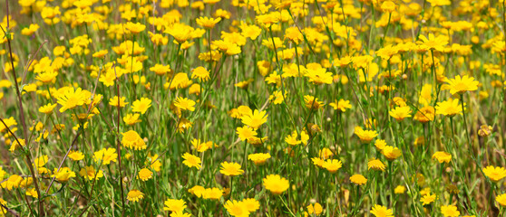 Saat-Wucherblume (Glebionis segetum) Wild- Blumenwiese mit vielen gelben Blüten