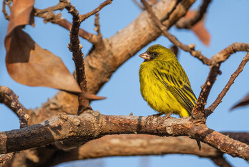 African Citril - Crithagra citrinelloides, beautiful perching bird from African bushes and grasslands, lake Ziway, Ethiopia.