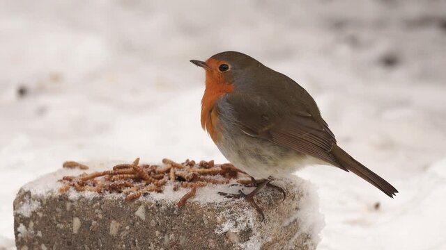 Robin on snow