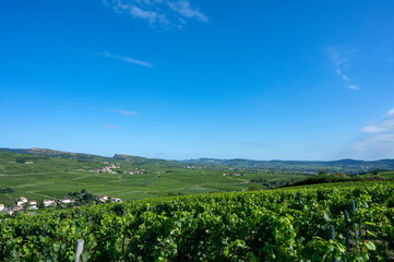 Fototapeta na wymiar Paysage de vignoble en Bourgogne autour du village de Fuissé en France dans le département de Saône-et-Loire