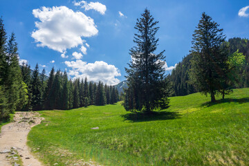 Fototapeta na wymiar Kalatowki Glade in June. Western Tatra Mountains.