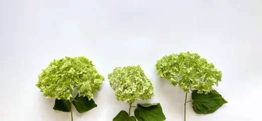 Schilderijen op glas Flowers composition from green hydrangea flowers on white background © Viktoriia