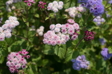 field of Ageratum or whiteweed flowers growing in a garden