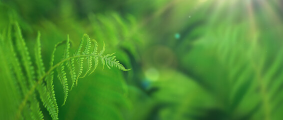 Abstract natural background with fern and sun rays.