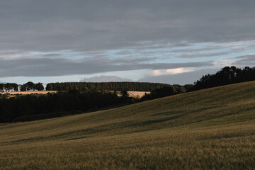Beautiful Barley fields with a conifer forest in the background