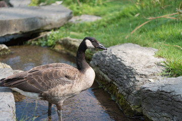 country goose branta canadensis