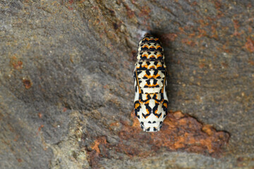 Melitaea chrysalis on a stone wall