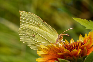 Common brimstone butterfly (Gonepteryx rhamni) on the gaillardia flower