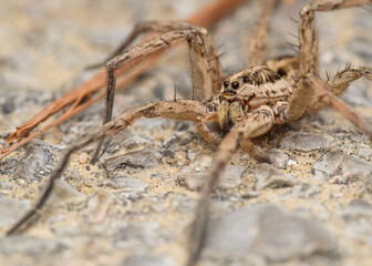 Large wolf spider (Hogna radiata)
