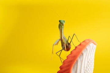 Praying mantis on a yellow background