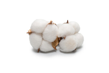 Cotton flower branch isolated on white background.