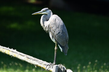 Great Blue Heron sits perched on a cedar rail livestock fence along the edge of wetlands