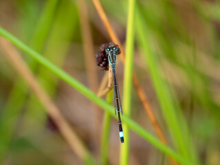 Blue-tailed Damselfly, Ischnura elegans, in grasses.