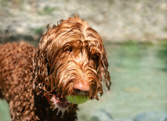 Labradoodle dog in river with tennis ball in mouth and dripping wet fur. Playtime with female dog fetching and swimming on a sunny day. Dog in motion. Selective focus with defocused background.