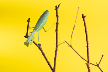 Praying mantis on a yellow background