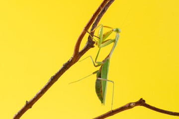 Praying mantis on a yellow background