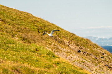 Single seagull flying in the sky in Ireland