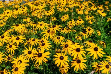 Black-eyed susans (flowers) in a front garden on a residential street in Toronto in summer.  Background / Banner.