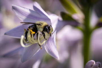 Bee on hosta flower