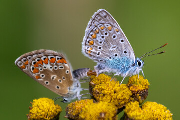 butterfly on flower