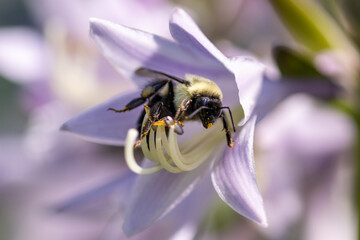 Bee on hosta flower